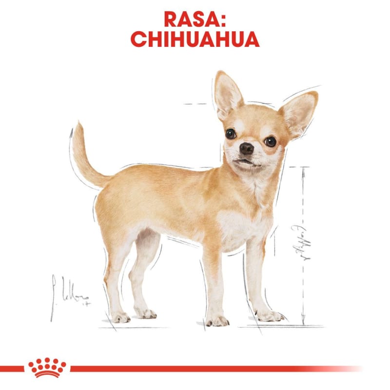 Royal chihuahua hotsell