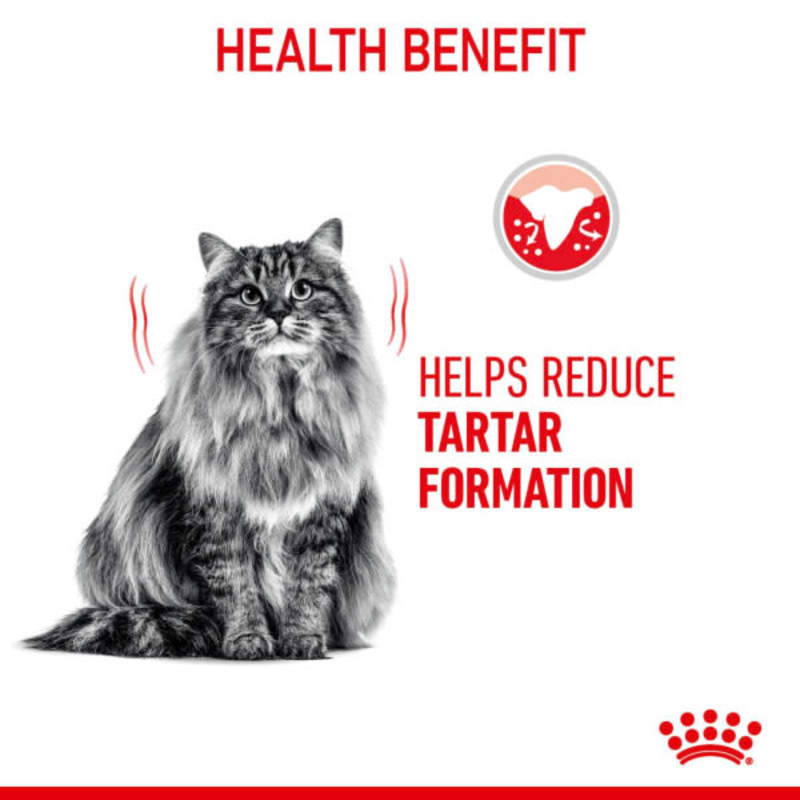 Royal Canin Dental Care Adult Dry Cat Food MedicAnimal