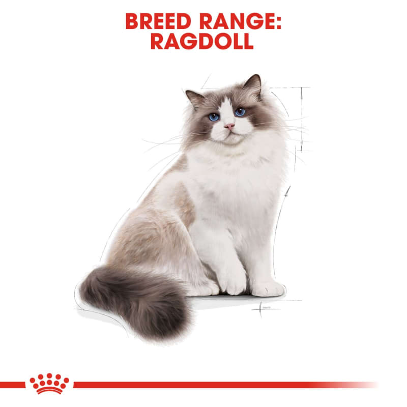 Best diet for top ragdoll cats