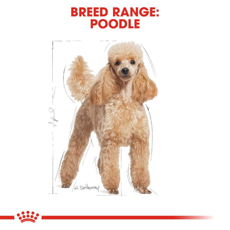 Best dry dog sales food for standard poodles