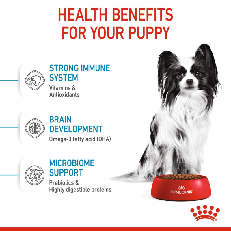 Royal cheap canin papillon