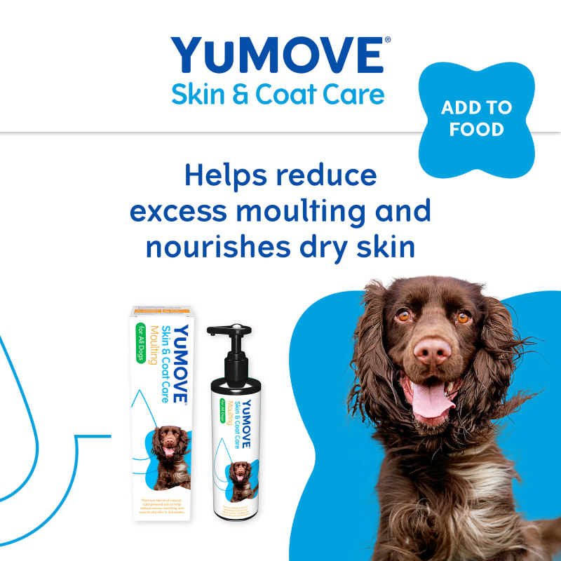 Dog skin and coat care 2025
