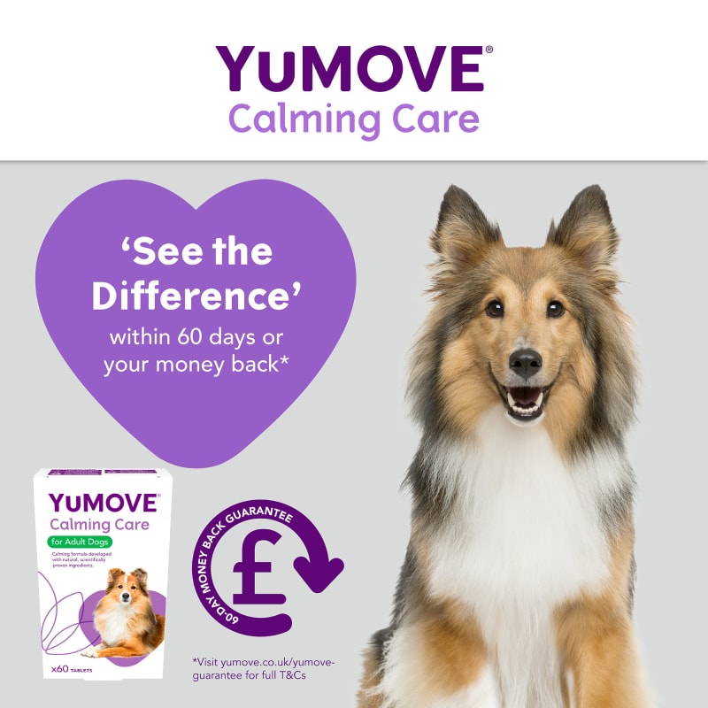 Calming care sales dogs