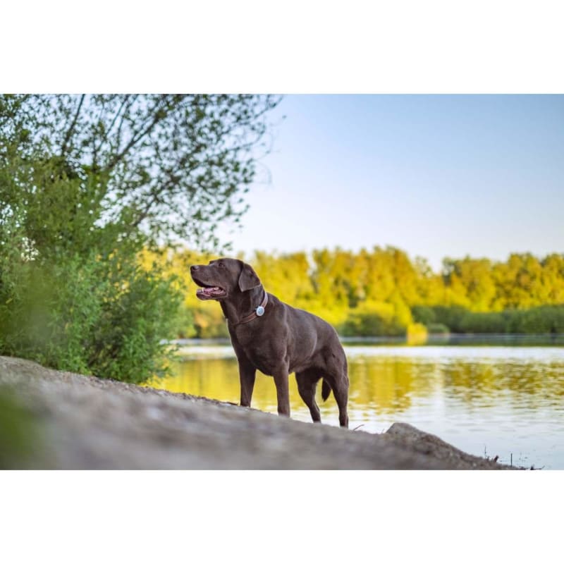 Sure Petcare Animo Activity MedicAnimal