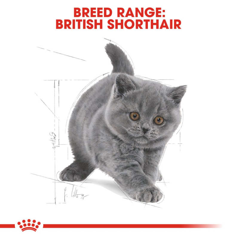Royal canin breed british on sale shorthair