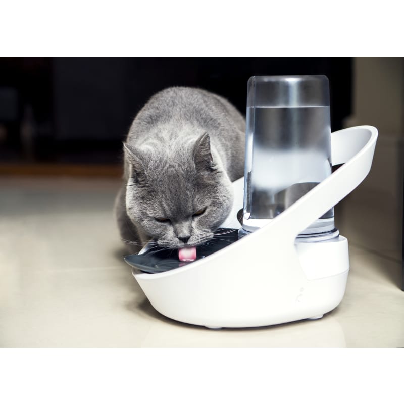 Felaqua Connect Cat Water Fountain Review: Tracks Cat's Drinking