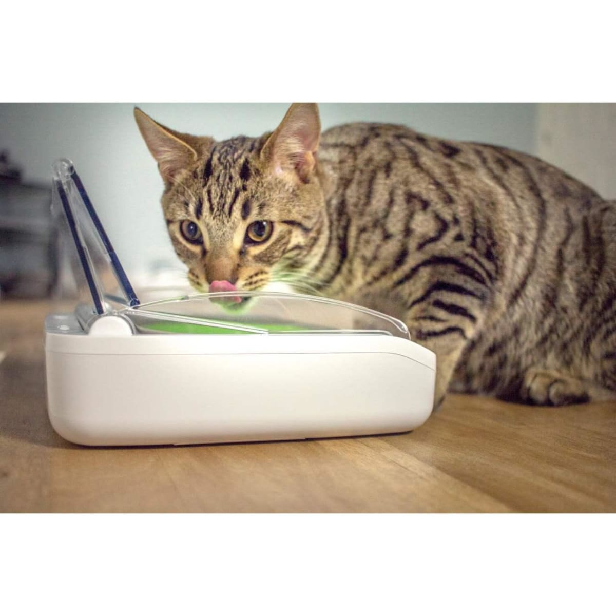 Sureflap surefeed sealed pet bowl online