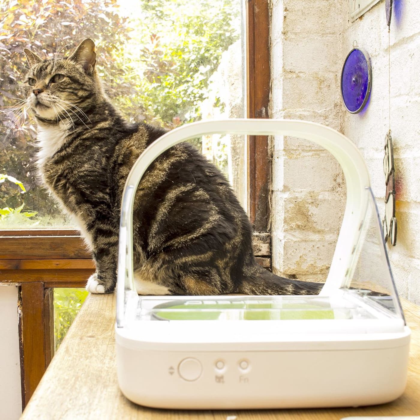 Surefeed cat sale