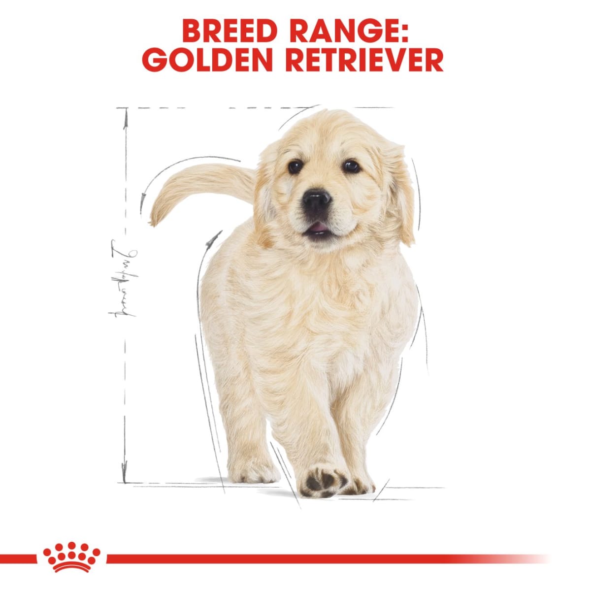 Royal canin golden retriever puppy clearance