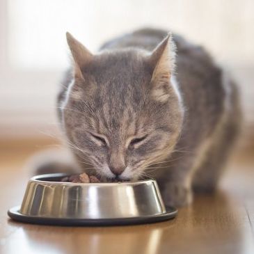 bulk kitten food