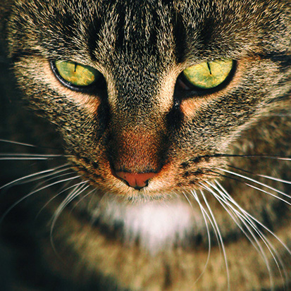 La Sante Des Felins Les Signes Avant Coureurs Medicanimal Fr