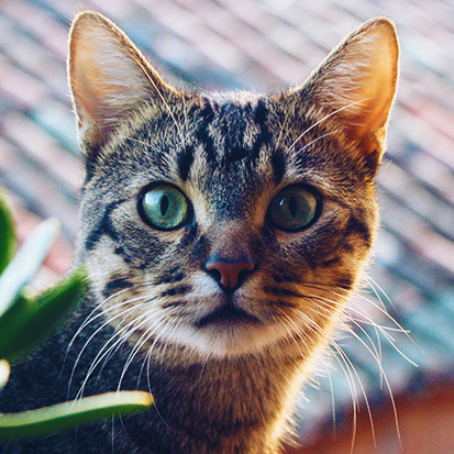 La Sante Des Felins Les Signes Avant Coureurs Medicanimal Fr