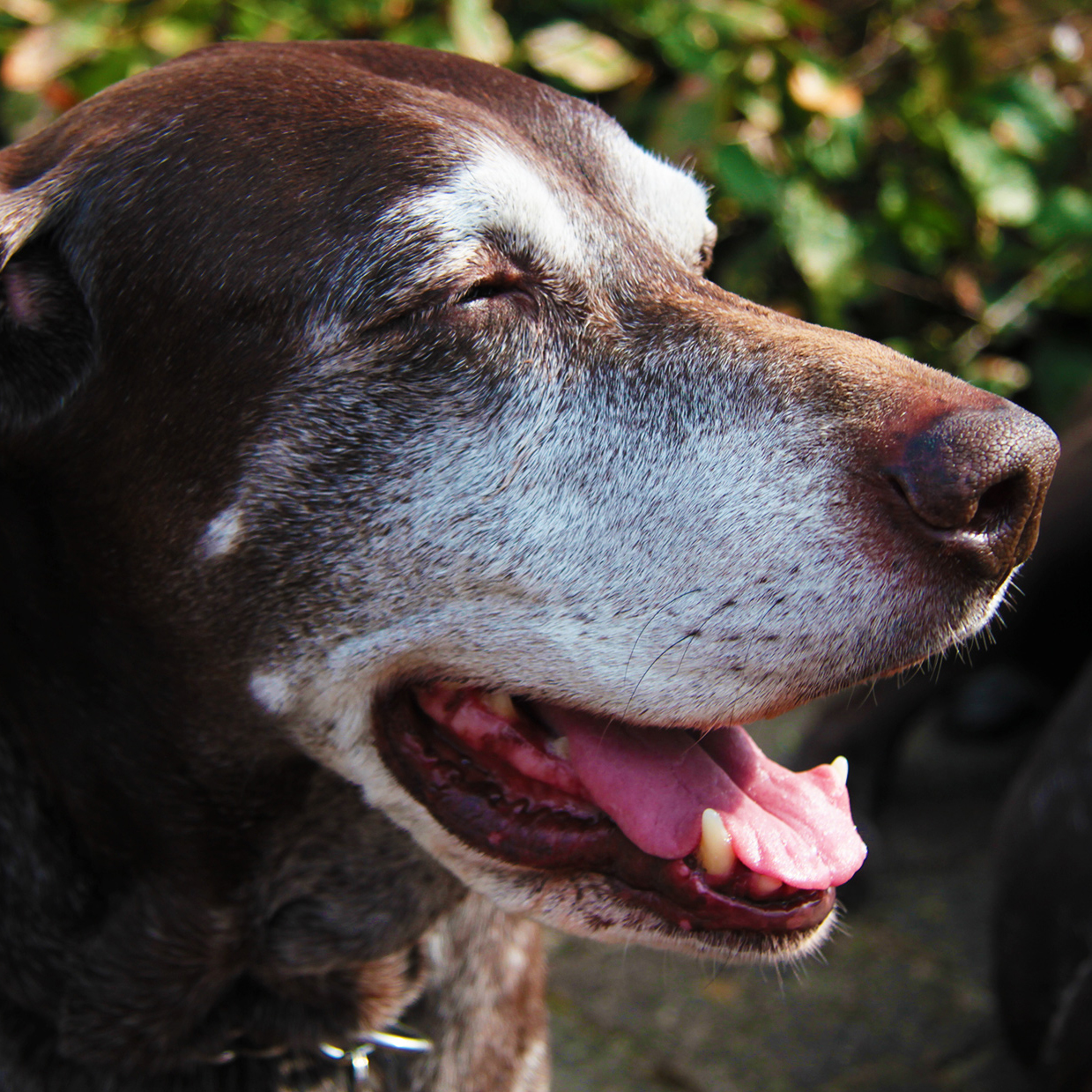 5-reasons-to-consider-adopting-an-older-pet-andrew-s-blog