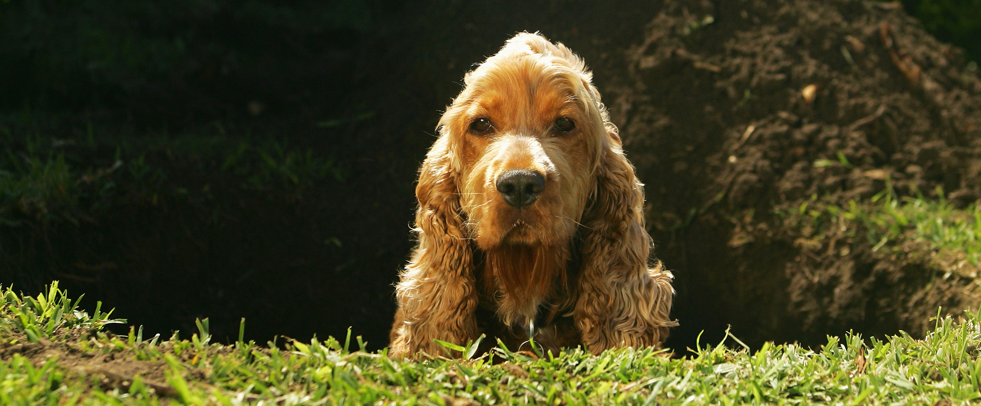 best food for old dogs