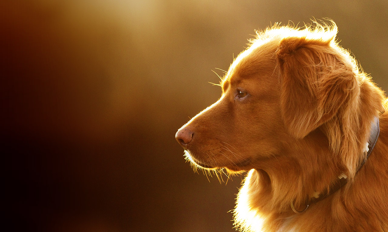 dog coming into heat