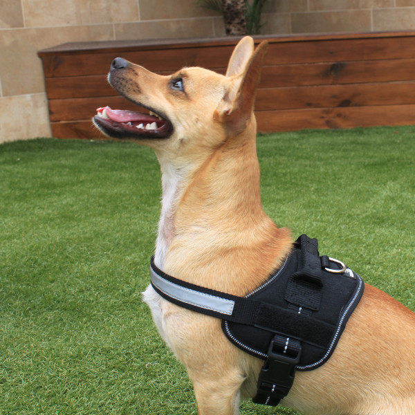 padded dog harness