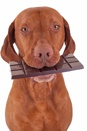 What do you do when outlet your dog eats chocolate