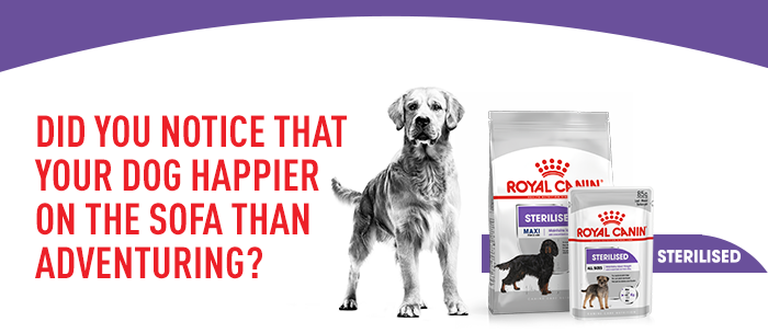 zooplus royal canin puppy maxi