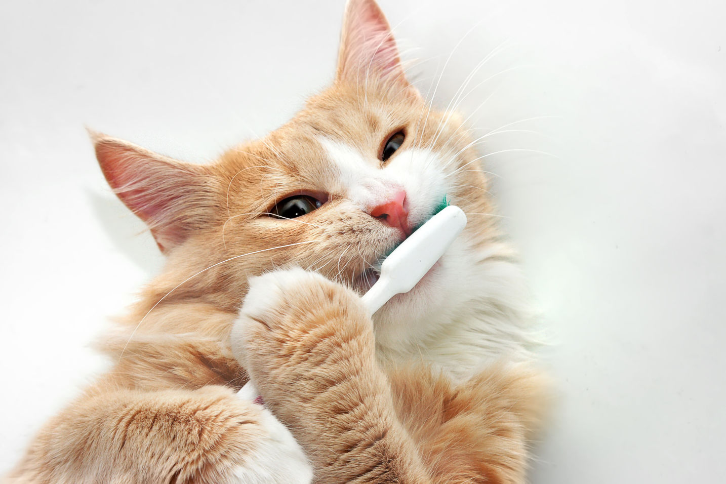 logic oral hygiene gel for cats