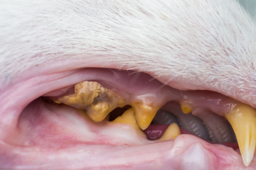 dental disease=