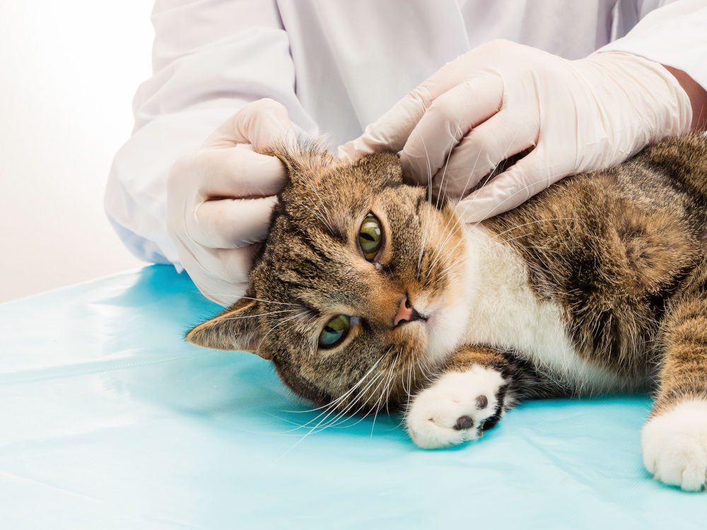 otc ear mite treatment for cats