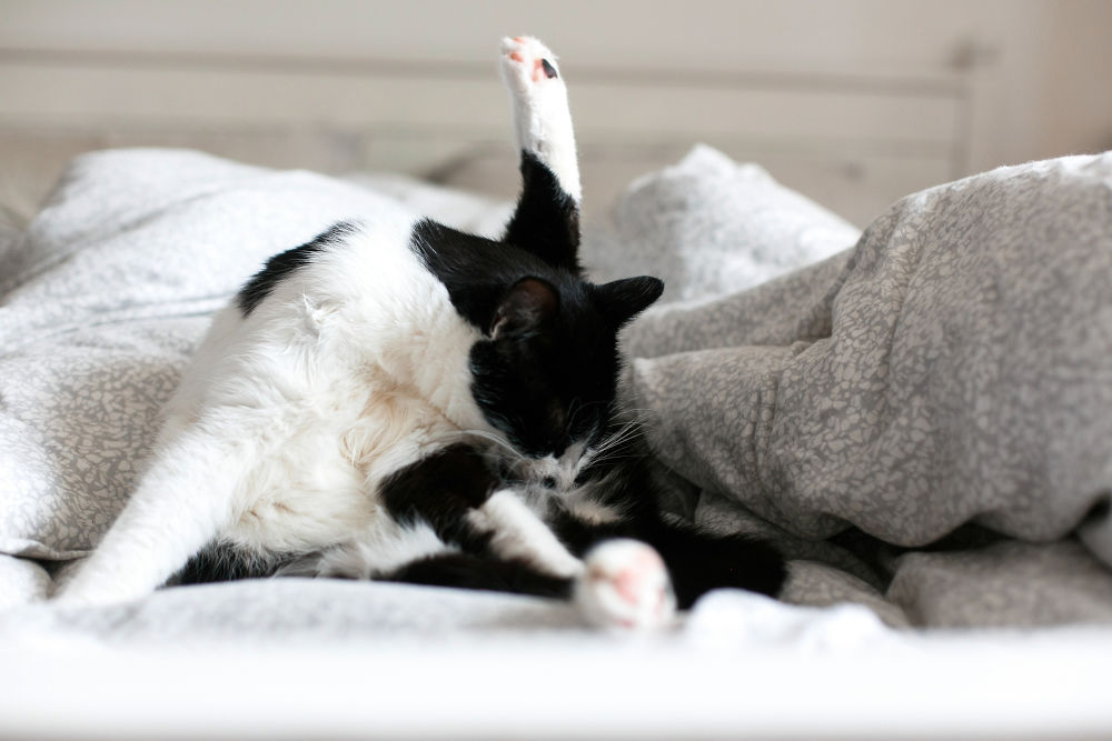 Cat Grooming