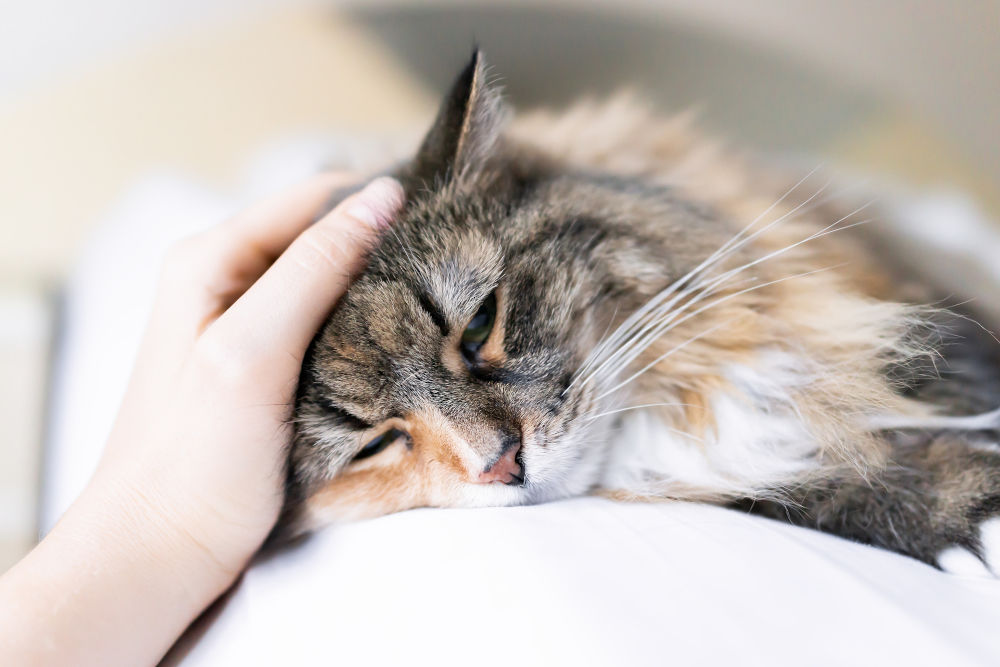 Cat fatty clearance liver disease recovery