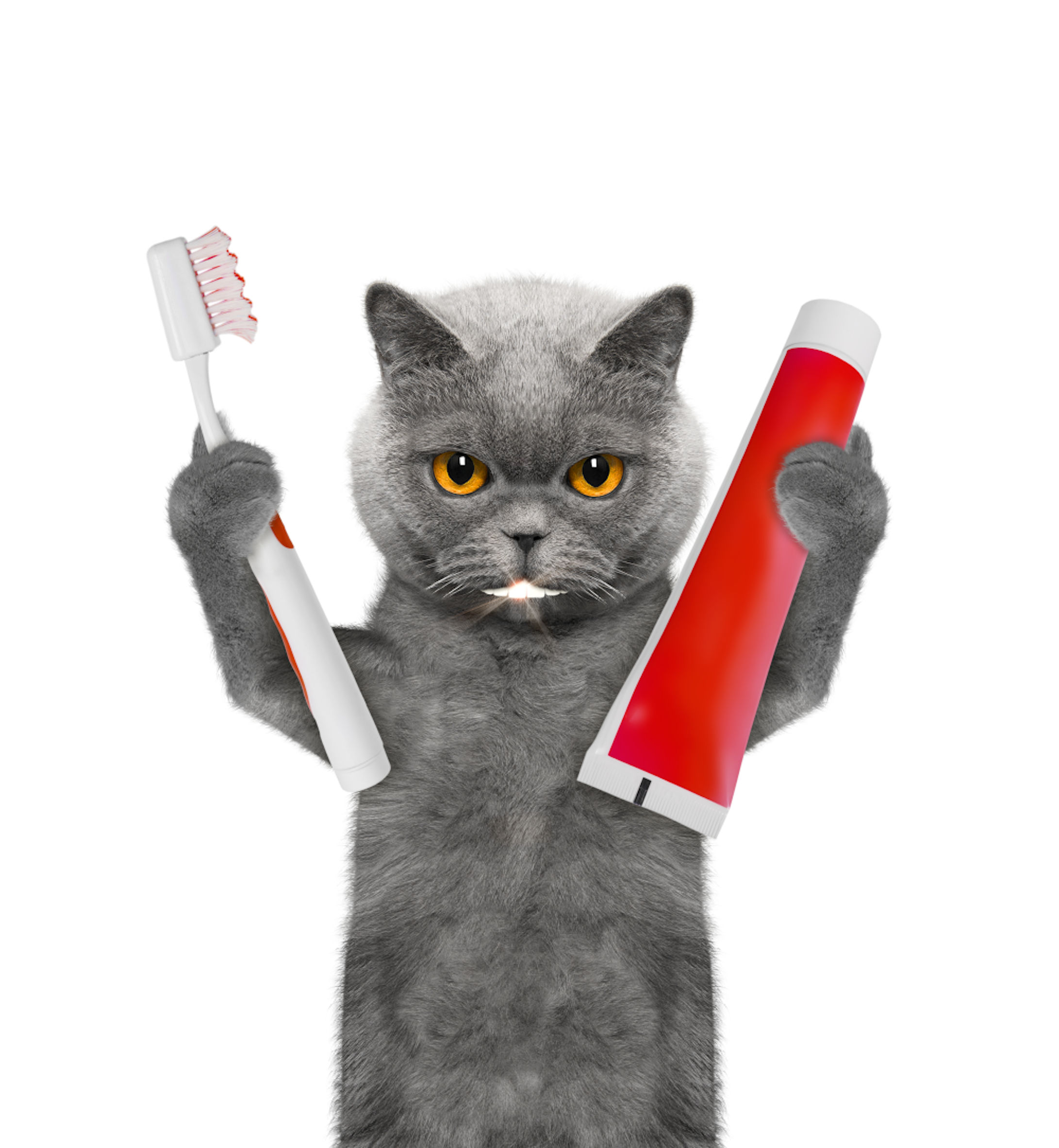 Cat with toothbrush and toothpaste