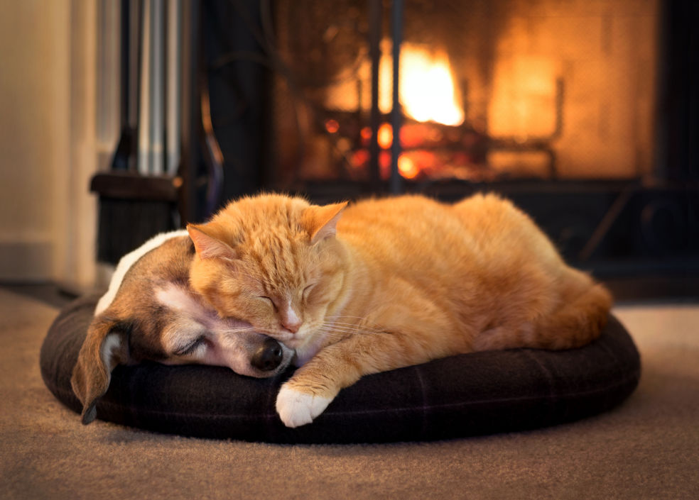 Winter cosy pets