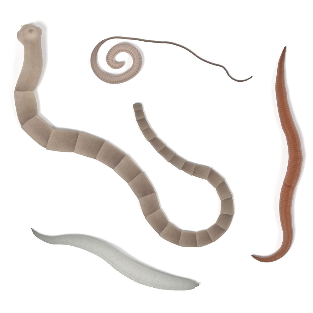 Intestinal Worms