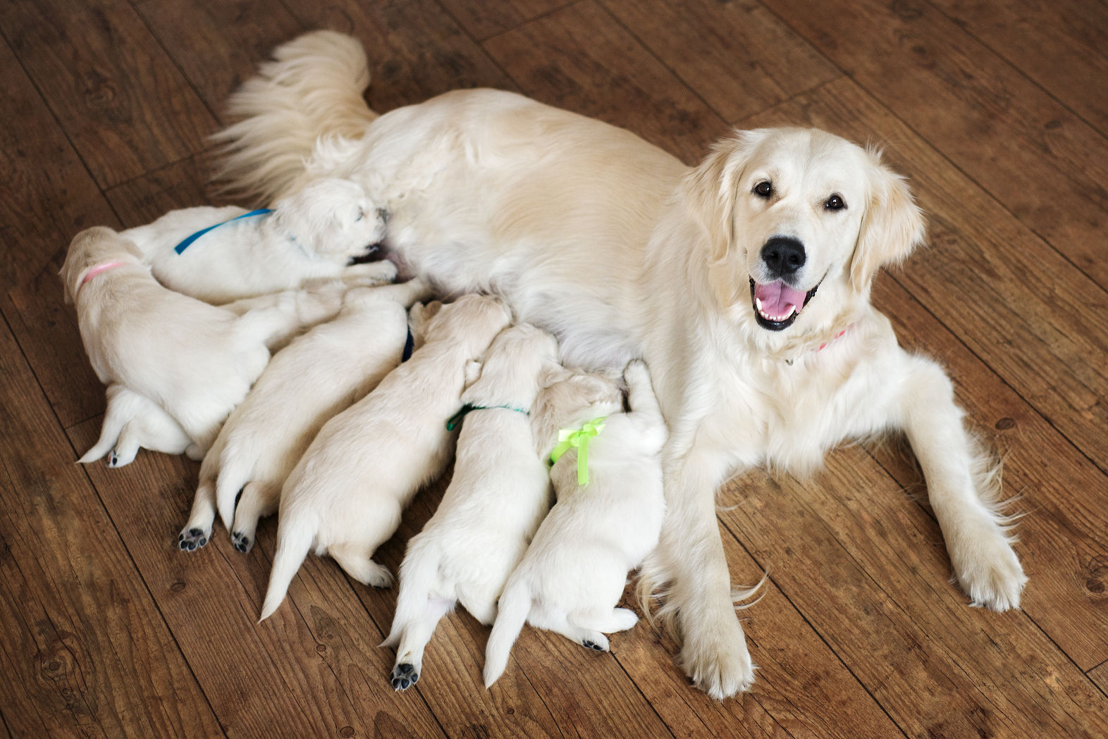  Mum with puppies