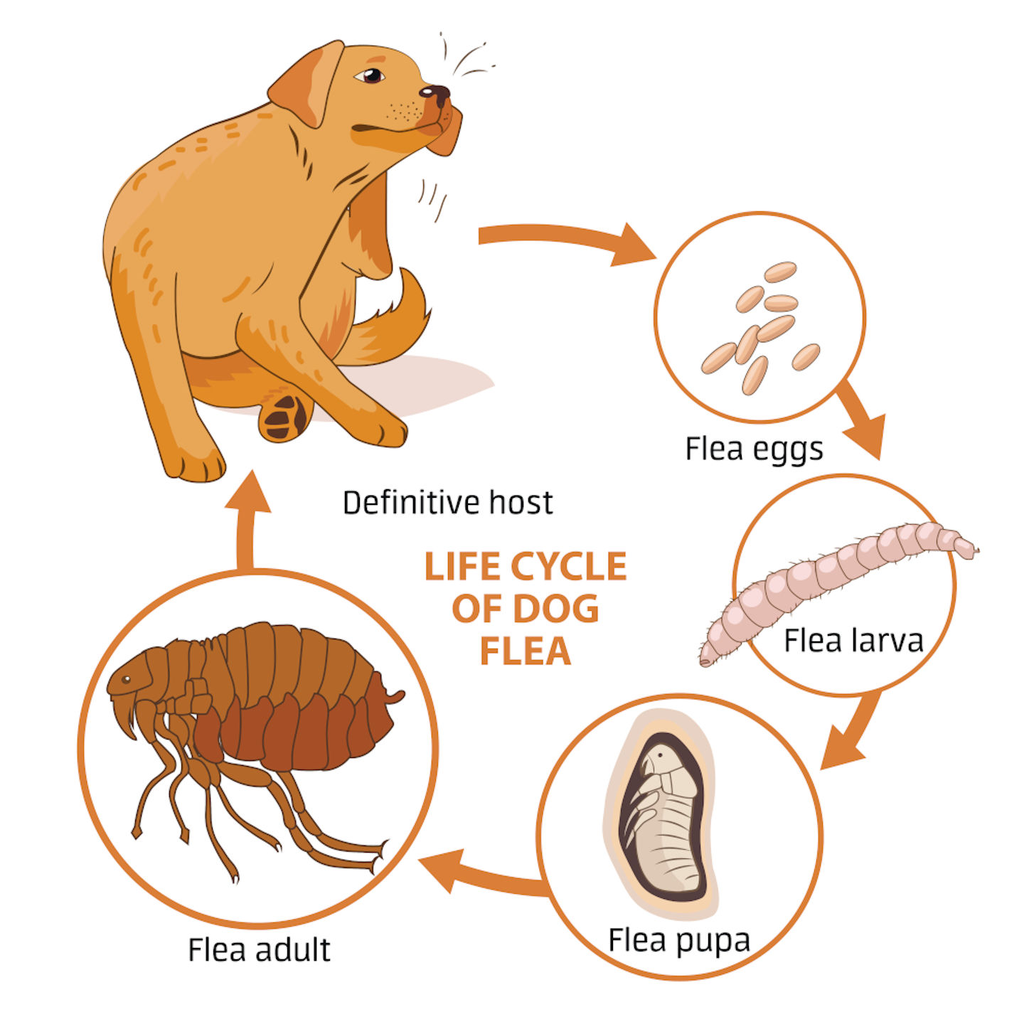 Flea Life Cycle