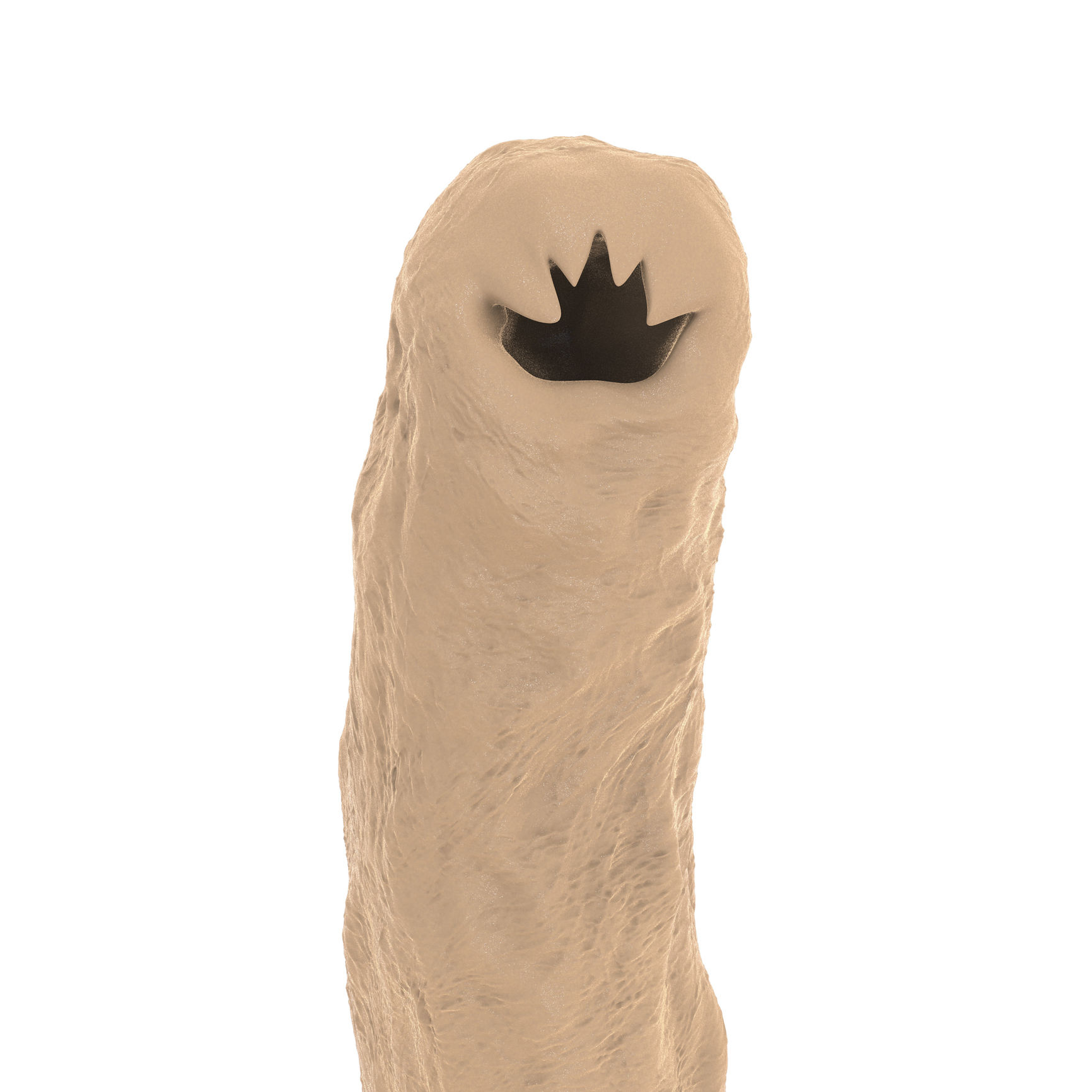 Hookworm