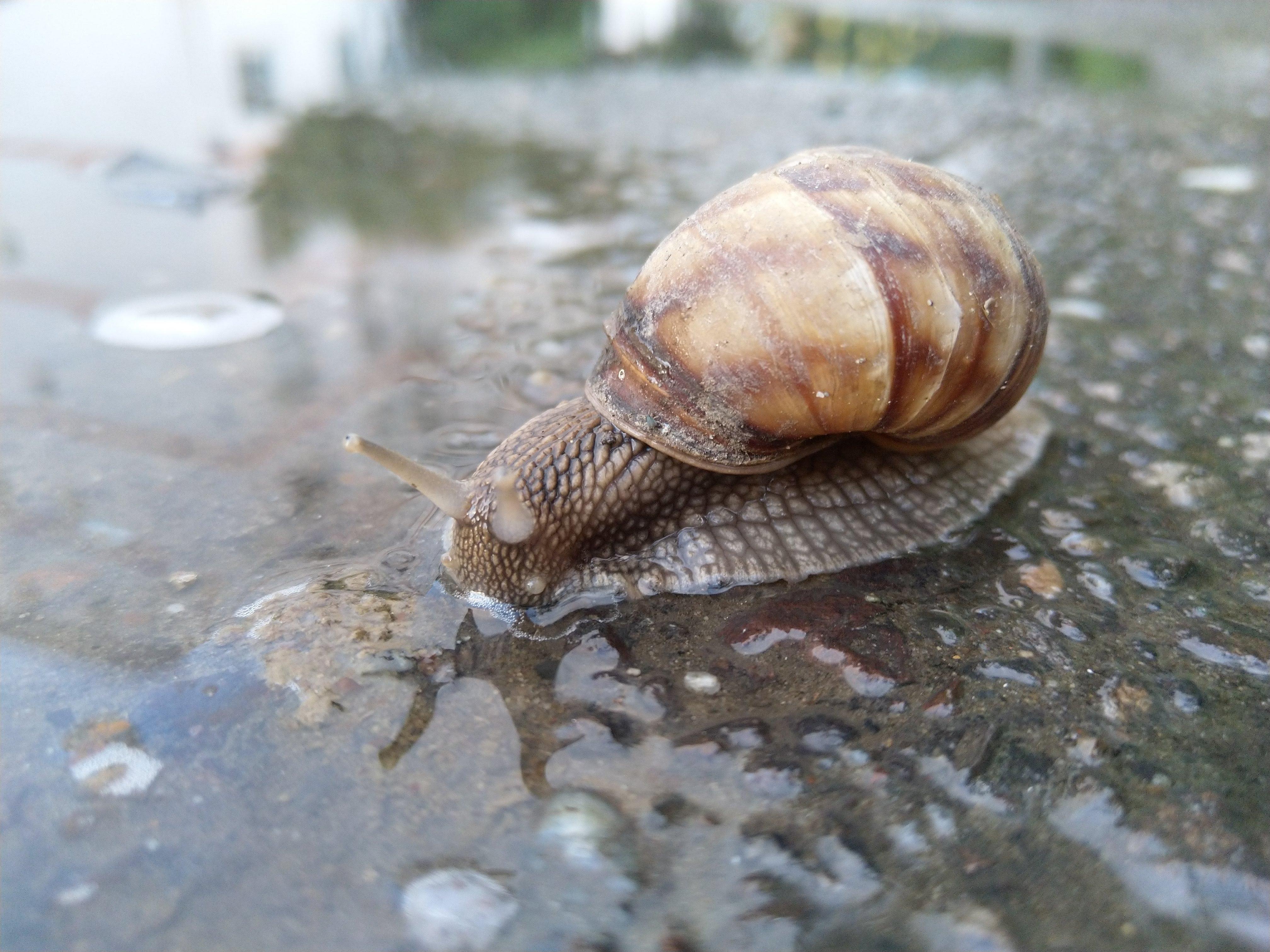 Snail