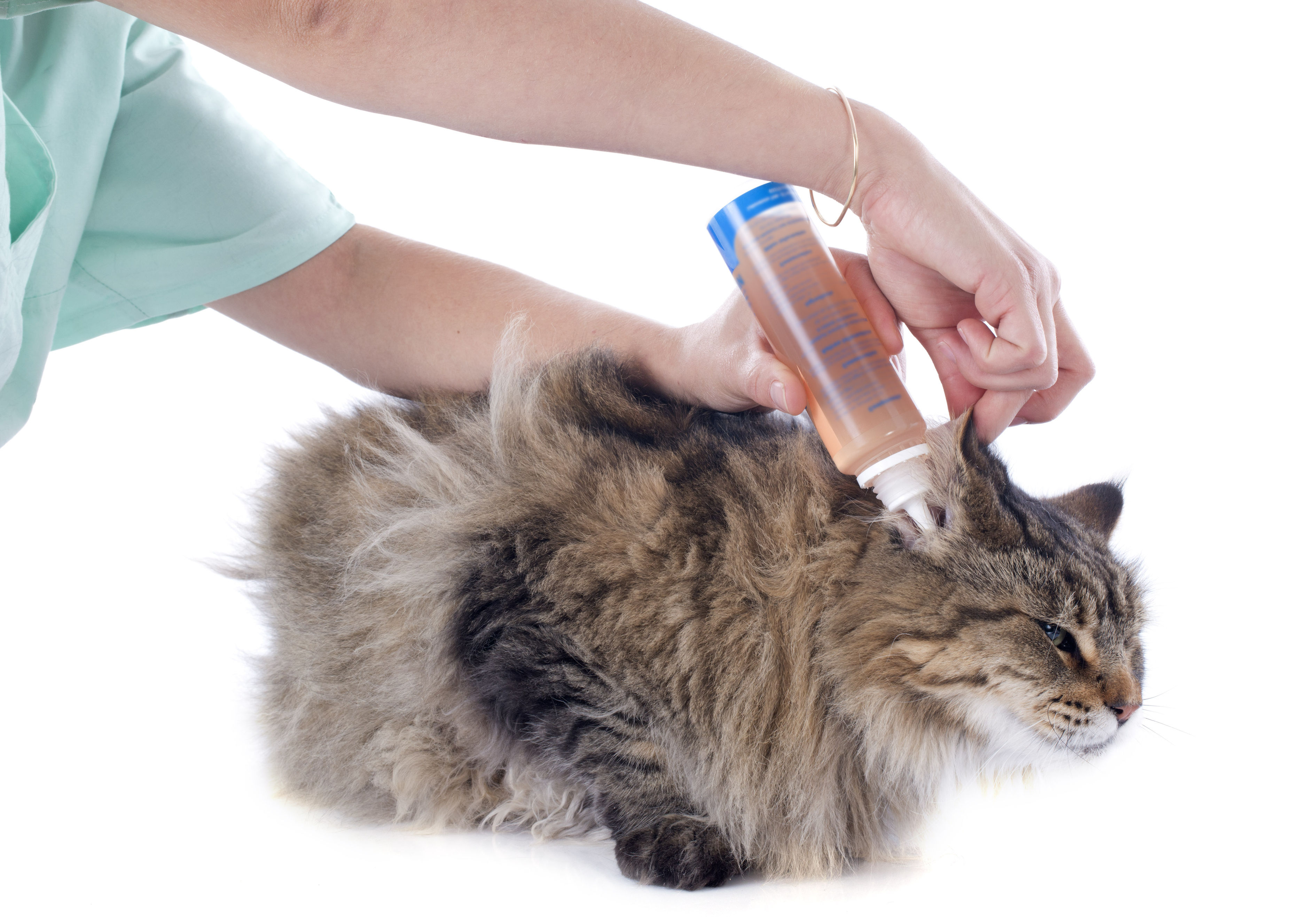 Cat Ear Cleaning