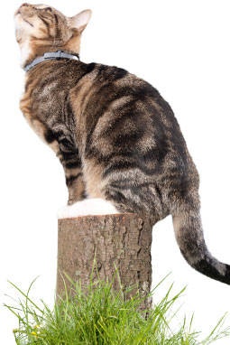 cat with flea collar