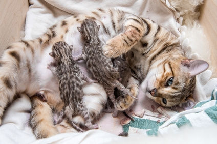  Mum and Kittens