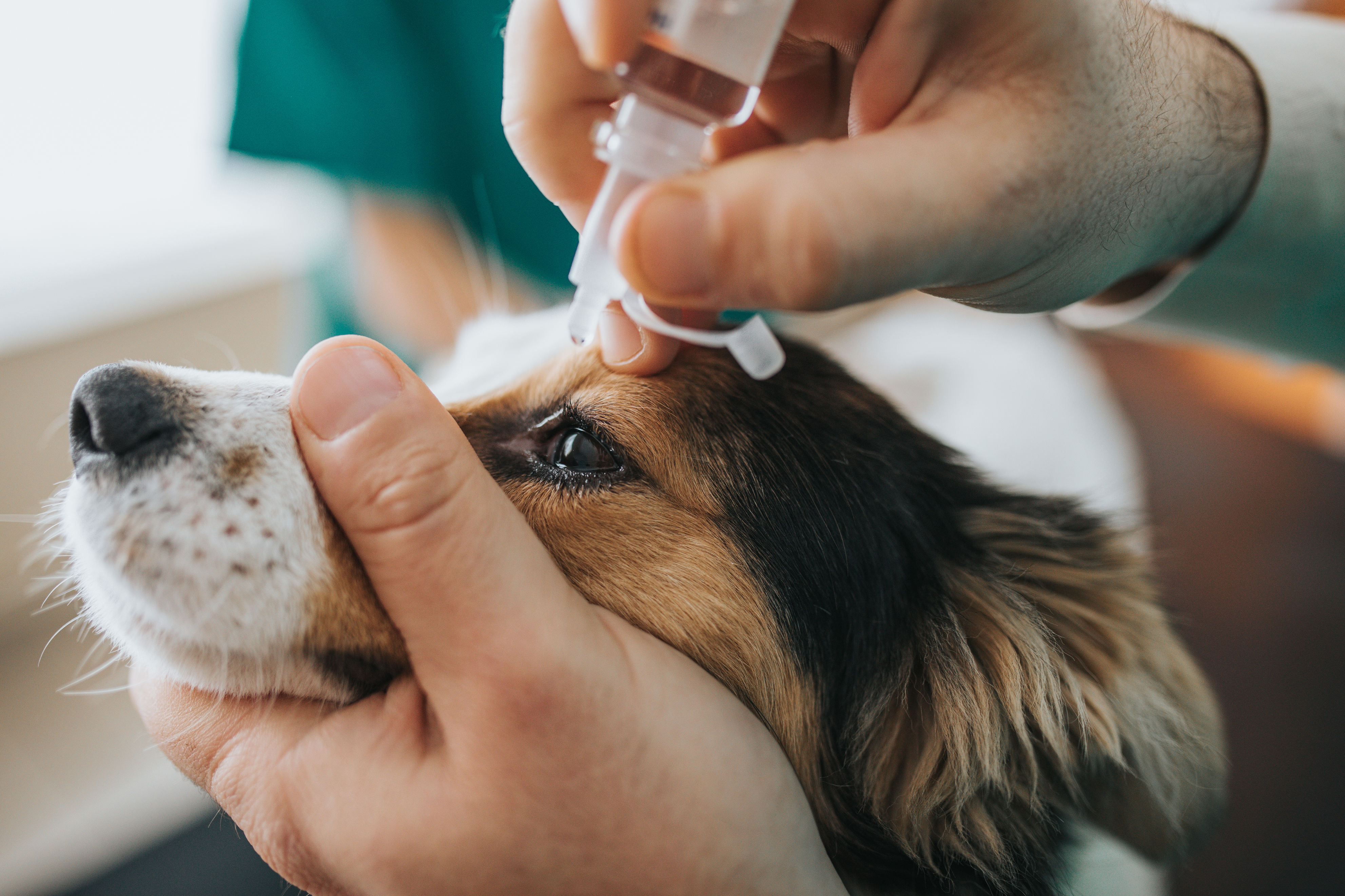 Can You Give Dogs Eye Drops For Humans 3 Simple Steps To Administer Eye Drops To Your Dog Medicanimal Com