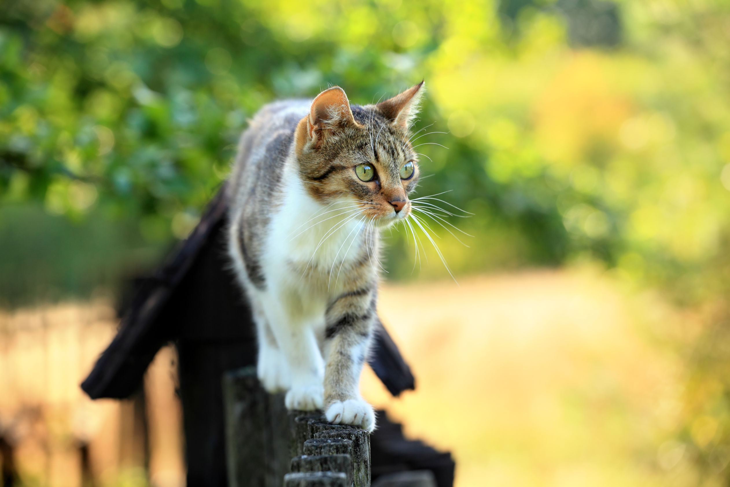  Cat on fence
