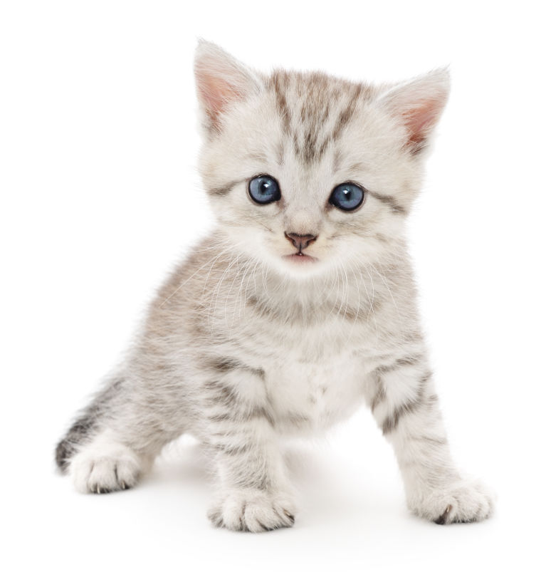  Kitten