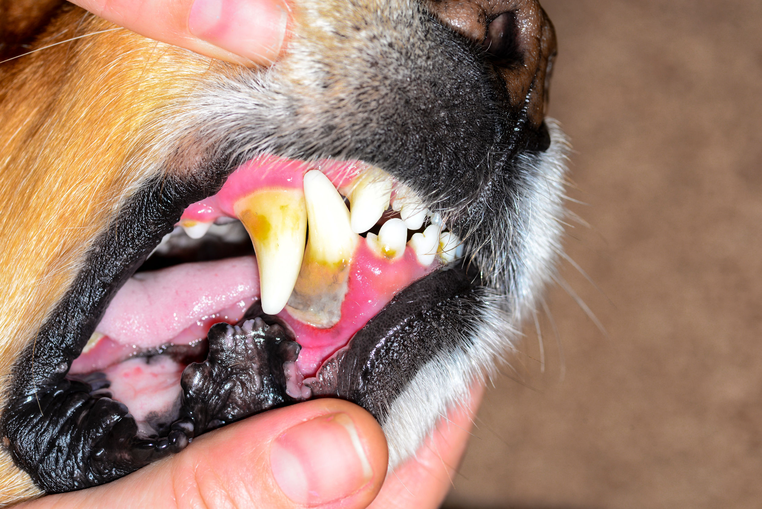 Dog dental disease=