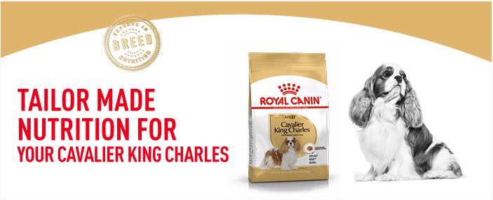 royal canin king charles dog food