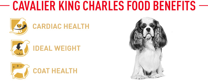 royal canin king charles dog food