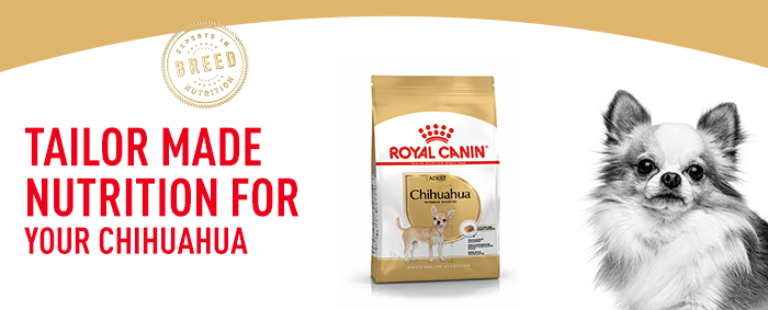 Verdorren Tarief Fabrikant Royal Canin Chihuahua Adult Dry Dog Food - 3kg | Paws.com