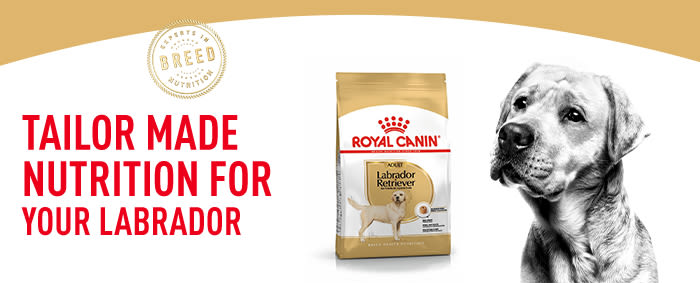 Royal canin labrador shop dog food reviews