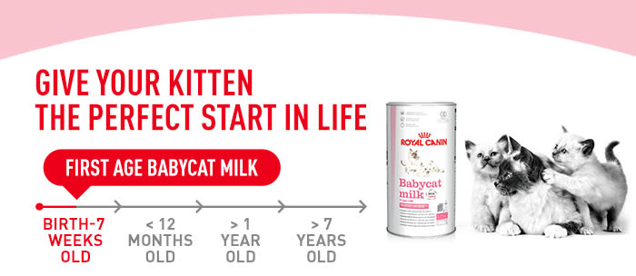 Baby cat milk outlet formula