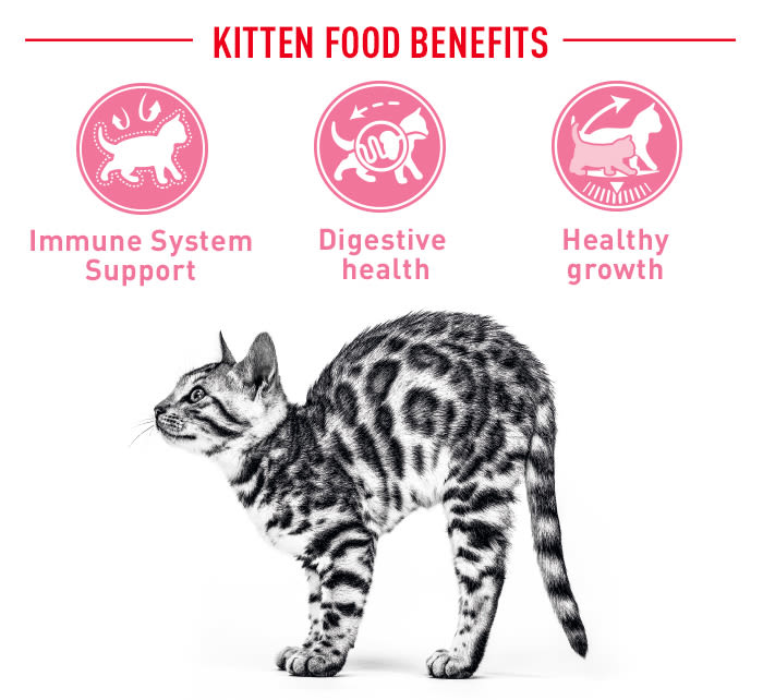 Royal Canin Kitten Dry Food | Pet-Supermarket.co.uk