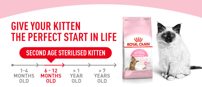 royal kitten sterilised