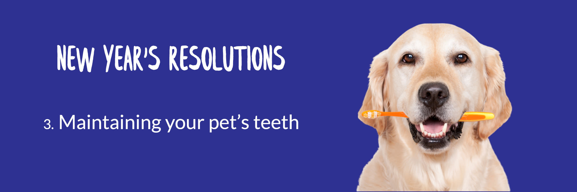 New Year S Resolutions 3 Maintaining Your Pet S Teeth