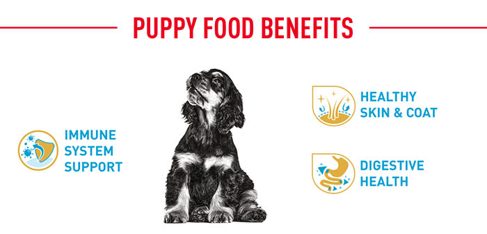 Best food for cocker hotsell spaniel uk